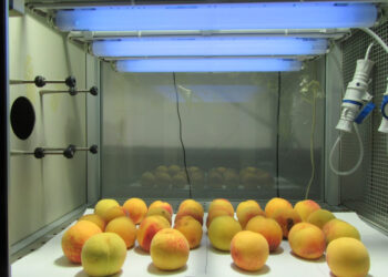 la-superfrutta-nasce-nei-laboratori-delluniversita-di-pisa-grazie-ai-raggi-uv-b