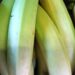 e-in-arrivo-la-peste-delle-banane