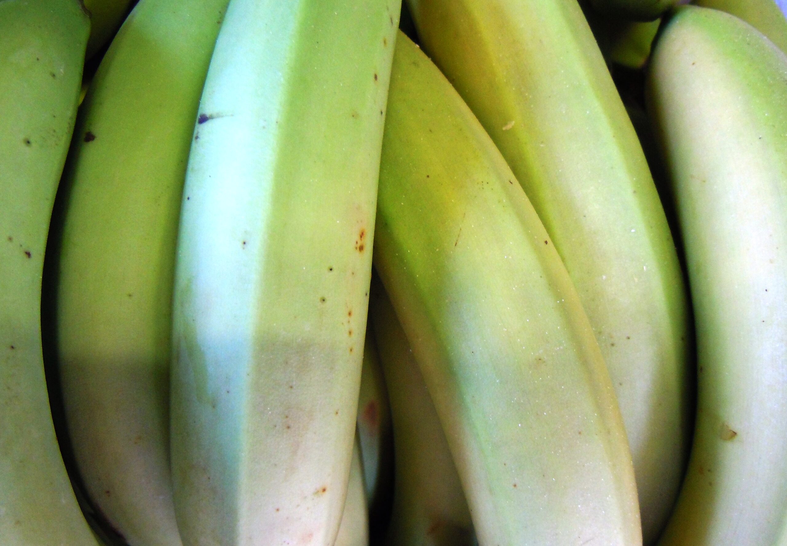 e-in-arrivo-la-peste-delle-banane