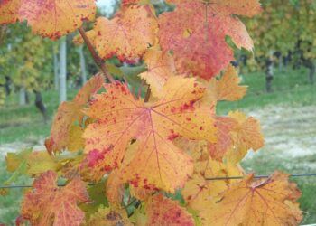 pinot-grigio-delle-venezie-approvato-il-disciplinare