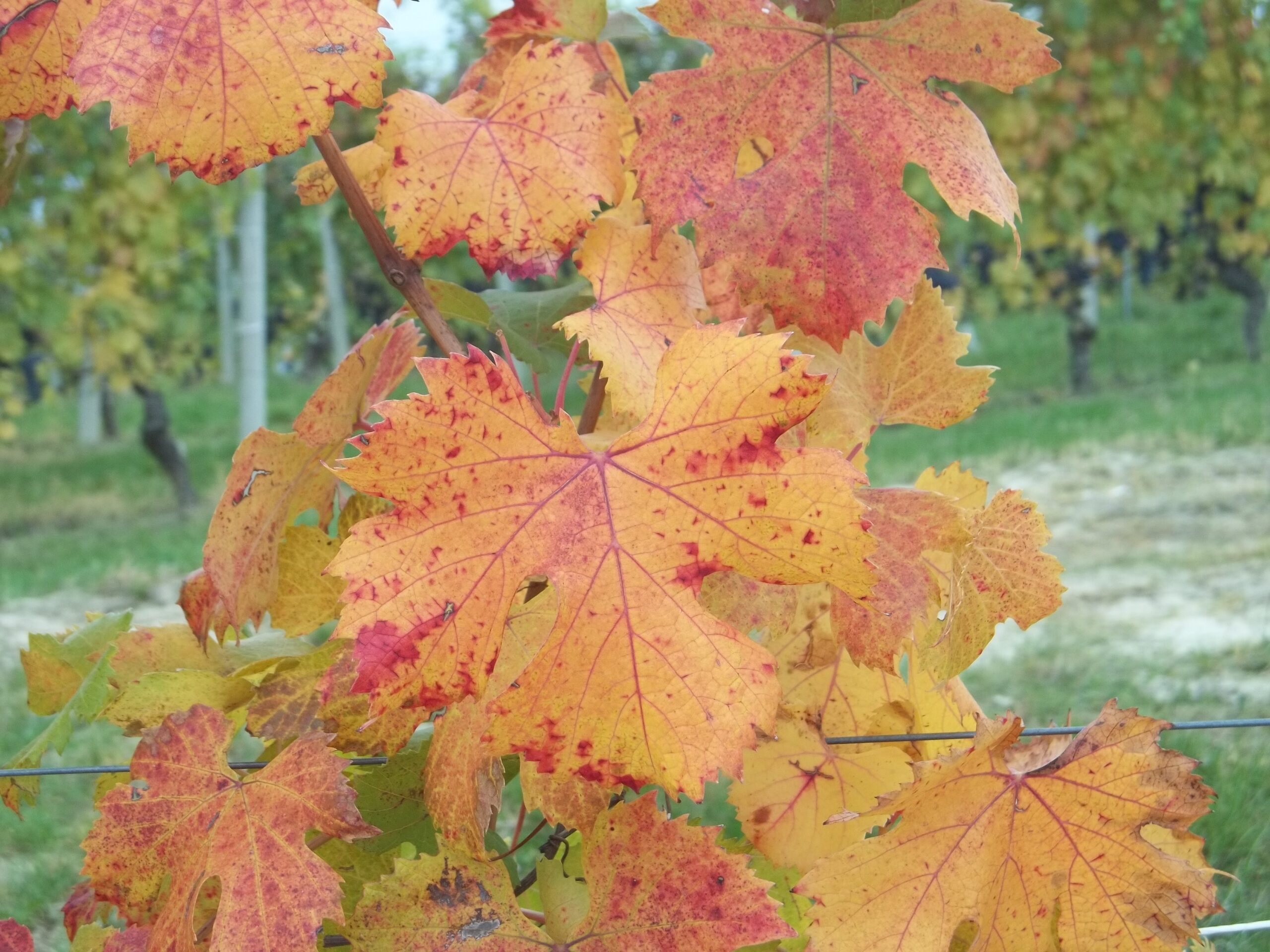 pinot-grigio-delle-venezie-approvato-il-disciplinare