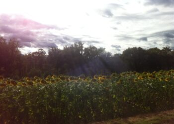 politiche-ambientali-italia-in-fondo-alla-classifica-in-europa