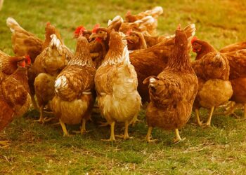 negoziato-mercosur-stretta-finale