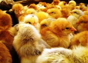 creata-la-carne-di-pollo-artificiale