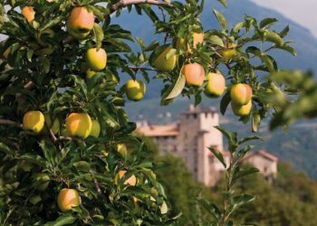 pomaria-tutto-pronto-per-la-festa-delle-mele