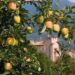pomaria-tutto-pronto-per-la-festa-delle-mele