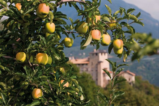 pomaria-tutto-pronto-per-la-festa-delle-mele