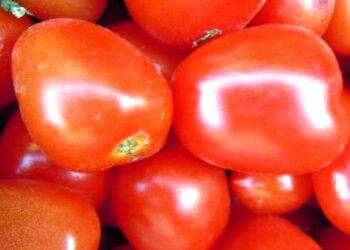 pomodoro-da-inudustria-cala-la-superficie-coltivata