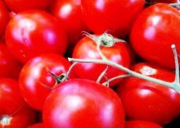 pomodoro-cala-la-produzione-in-italia