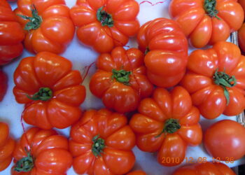 pomodoro-litalia-verso-la-clausola-di-salvaguardia