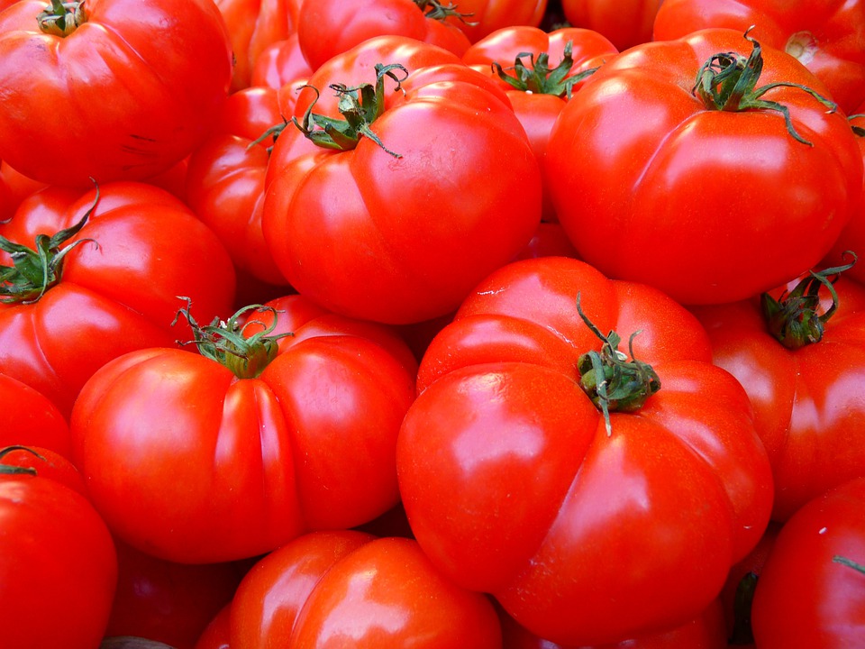 caldo-e-siccita-a-rischio-la-campagna-del-pomodoro-da-industria