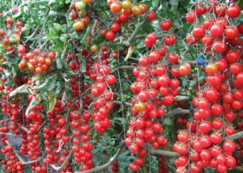 pomodoro-di-pachino-igp-momento-molto-difficile