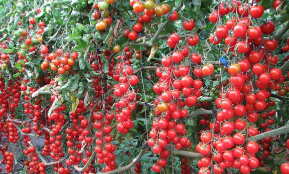 pomodoro-di-pachino-igp-momento-molto-difficile