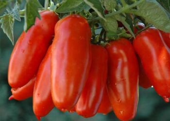 ttip-protezione-in-arrivo-anche-per-il-pomodoro-san-marzano-dop