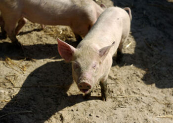 porchetto-sardo-allexpo-tanta-fatica-per-nulla