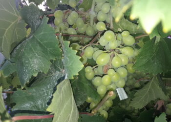 bruxelles-interviene-sulle-pratiche-sleali-nella-filiera-alimentare