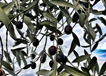 calabria-al-via-lop-olivicola-lunione-coltivatori-italiani-ce