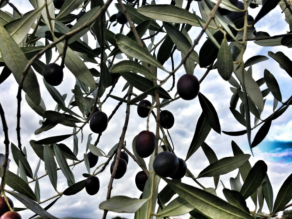 calabria-al-via-lop-olivicola-lunione-coltivatori-italiani-ce