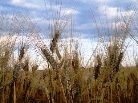 cereali-le-previsioni-della-fao-per-il-2016