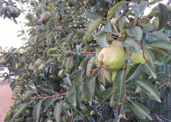 prezzi-agricoli-rilento-nel-mese-di-gennaio