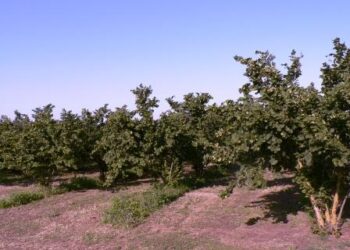 la-riscossa-della-nocciola