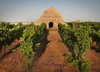 degustazioni-dop-tra-i-sentieri-del-primitivo-di-manduria