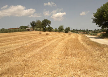 cereali-in-europa-volano-grano-duro-e-orzo