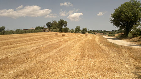 cereali-in-europa-volano-grano-duro-e-orzo