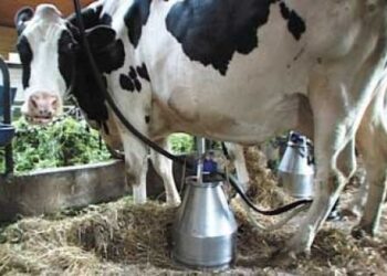 latte-pubblicato-il-piano-di-aiuti-agli-allevatori