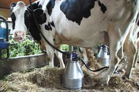 latte-pubblicato-il-piano-di-aiuti-agli-allevatori
