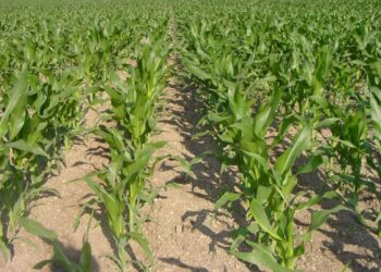 italia-e-emergenza-mais
