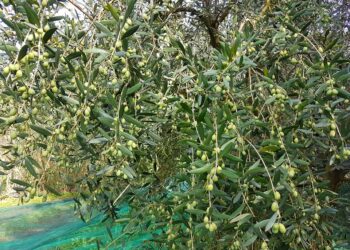 olio-doliva-produzione-dimezzata-e-prezzi-in-salita