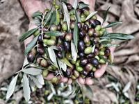 olio-crolla-la-produzione-nel-mediterraneo