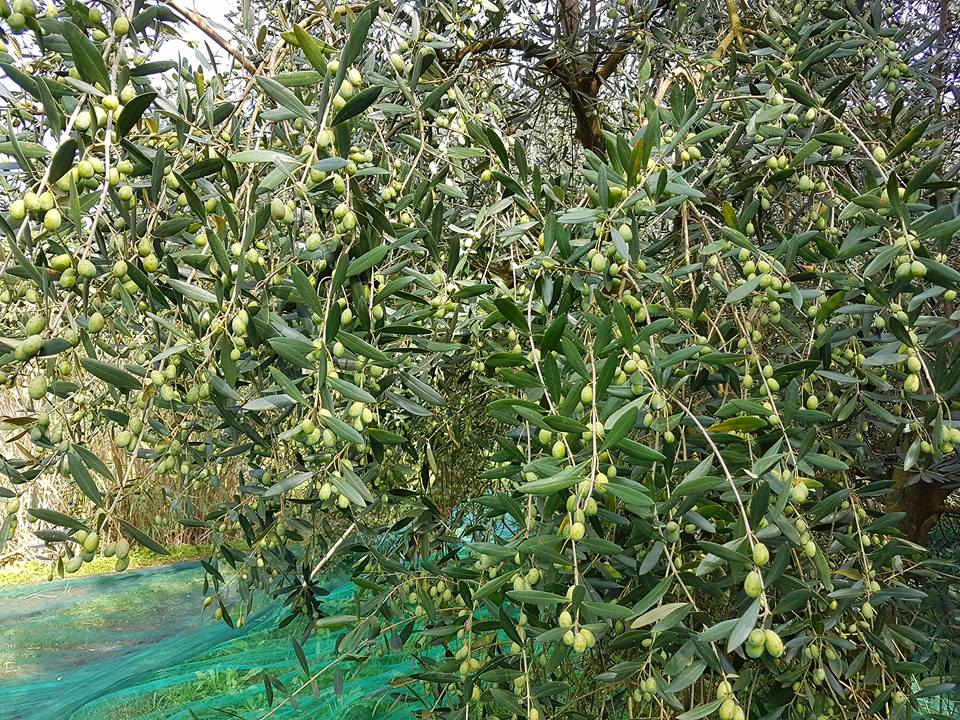 olio-doliva-produzione-dimezzata-e-prezzi-in-salita