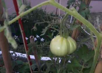 frutta-e-verdura-i-leader-europei-nella-produzione