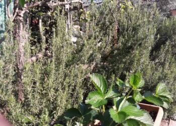 Produzioni-agrarie-prezzi-ribasso