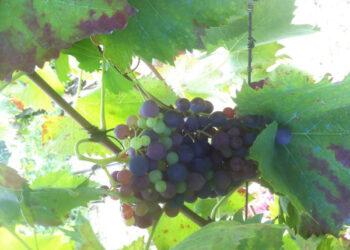 pubblicato-lelenco-delle-produzioni-agroalimentari-tradizionali