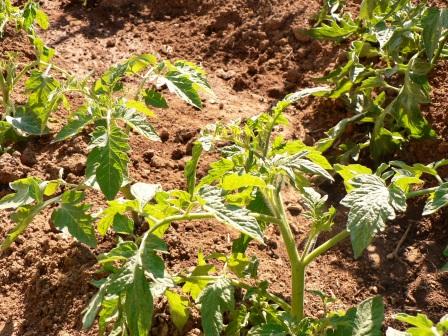 agricoltura-metropolitana-e-sistemi-agroalimentari-il-progetto-madre-in-francia