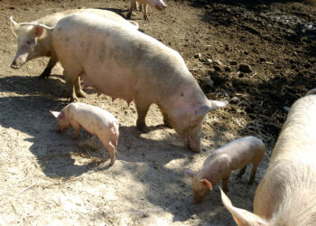 suinicoltura-le-proposte-di-martina