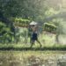le-prospettive-mondiali-post-covid-secondo-fao-ed-ocse