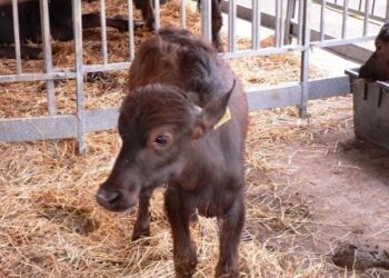 la-produzione-di-cibo-minaccia-lambiente