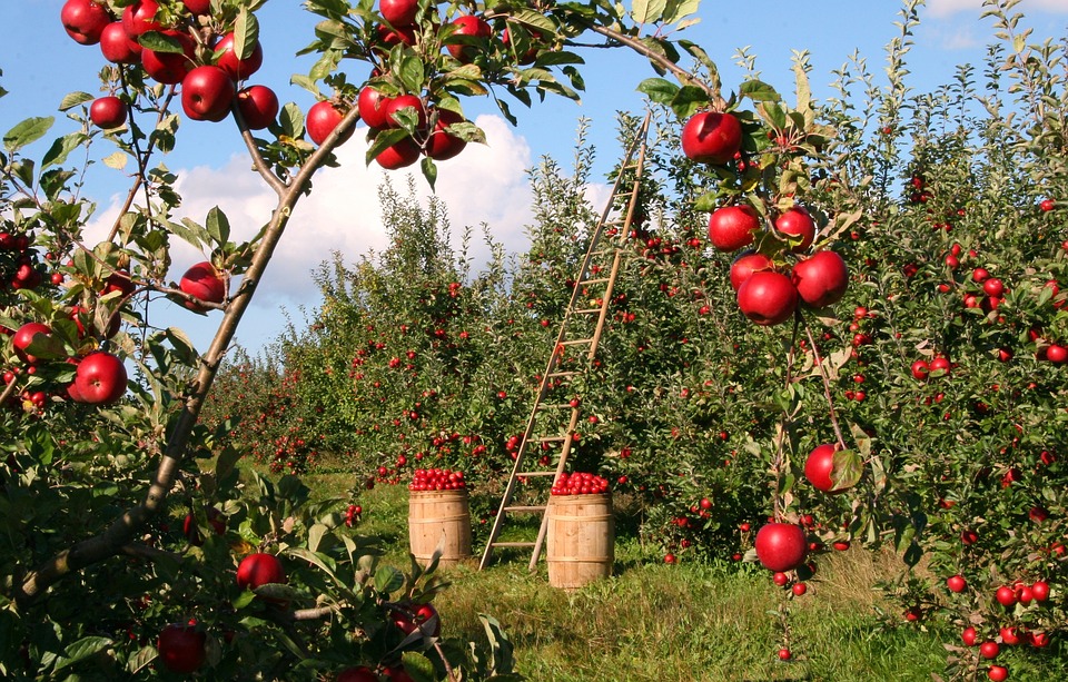 psr-evitato-il-disimpegno-dei-fondi