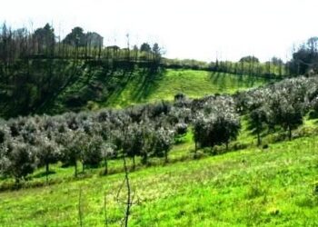 regione-lazio-presentato-il-programma-di-sviluppo-rurale