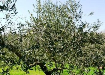 xylella-parte-lazione-del-codacons