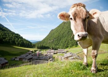 il-sentiero-del-latte-in-val-pusteria