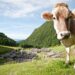 il-sentiero-del-latte-in-val-pusteria