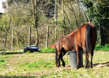 Questione nitrati: molte aziende non ancora conformi