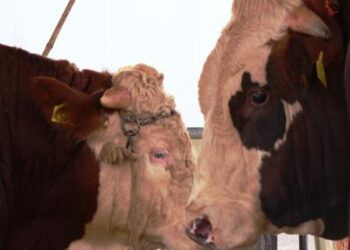 quote-latte-italia-condannata