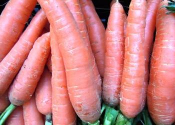 alto-adige-completato-il-raccolto-di-frutta-e-verdura