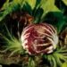 radicchio-veneto-si-prospetta-unottima-annata